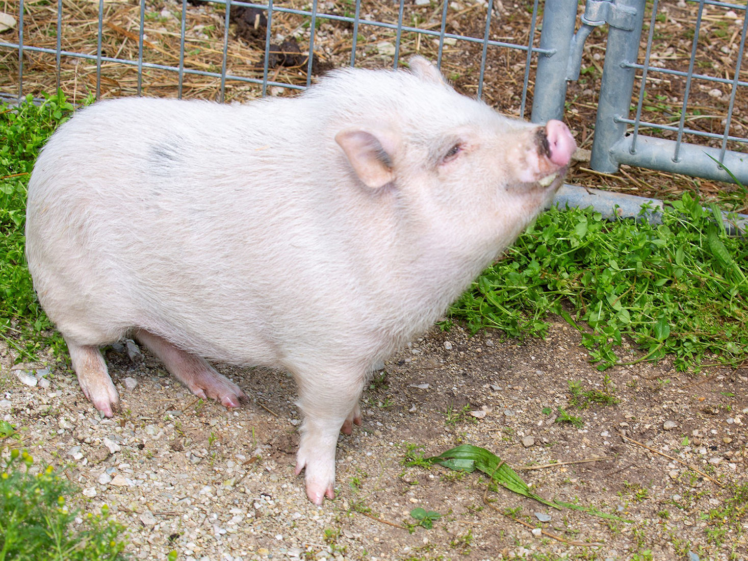 Last week's pet, still available: Vada